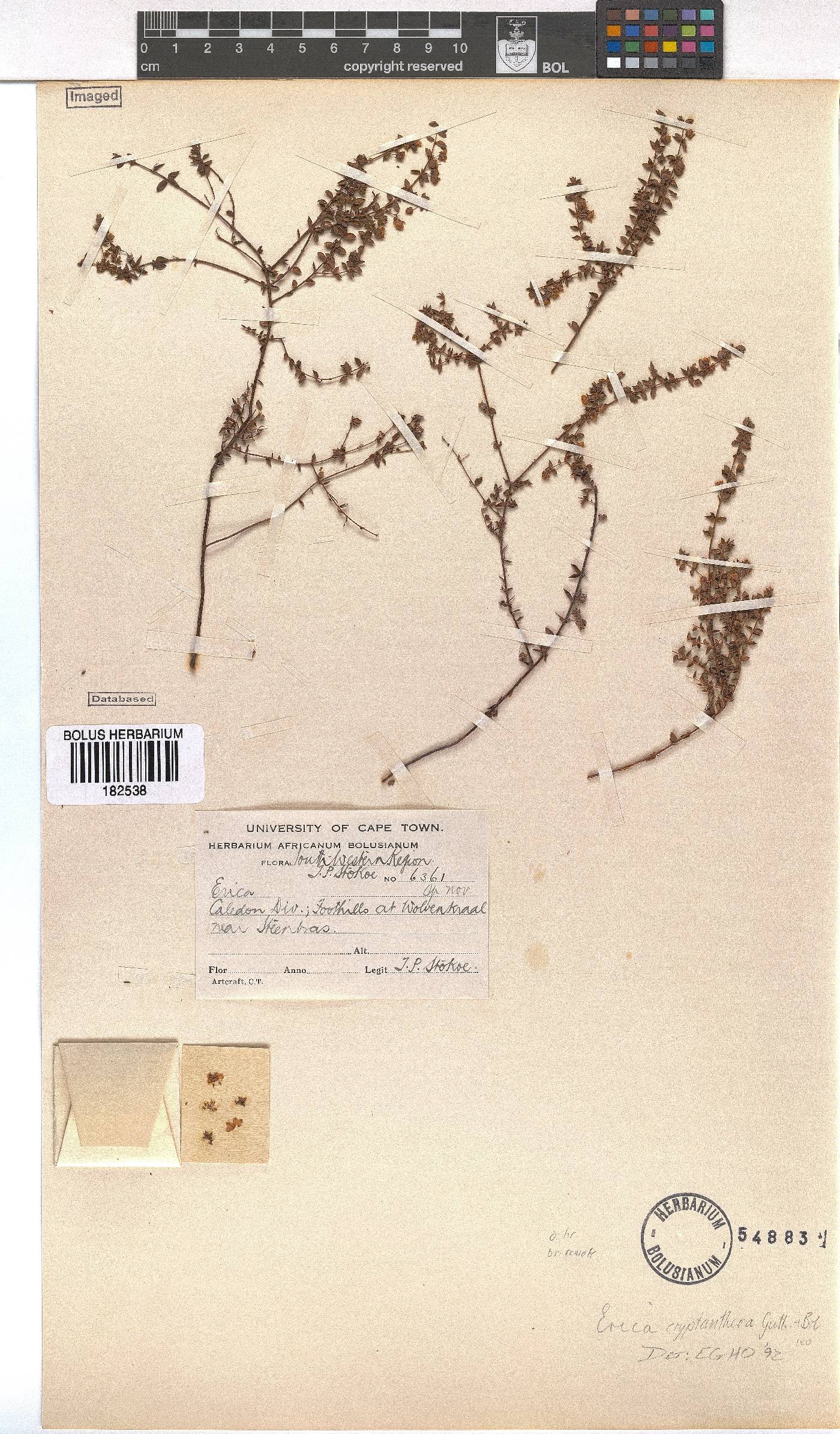 Erica cryptanthera image