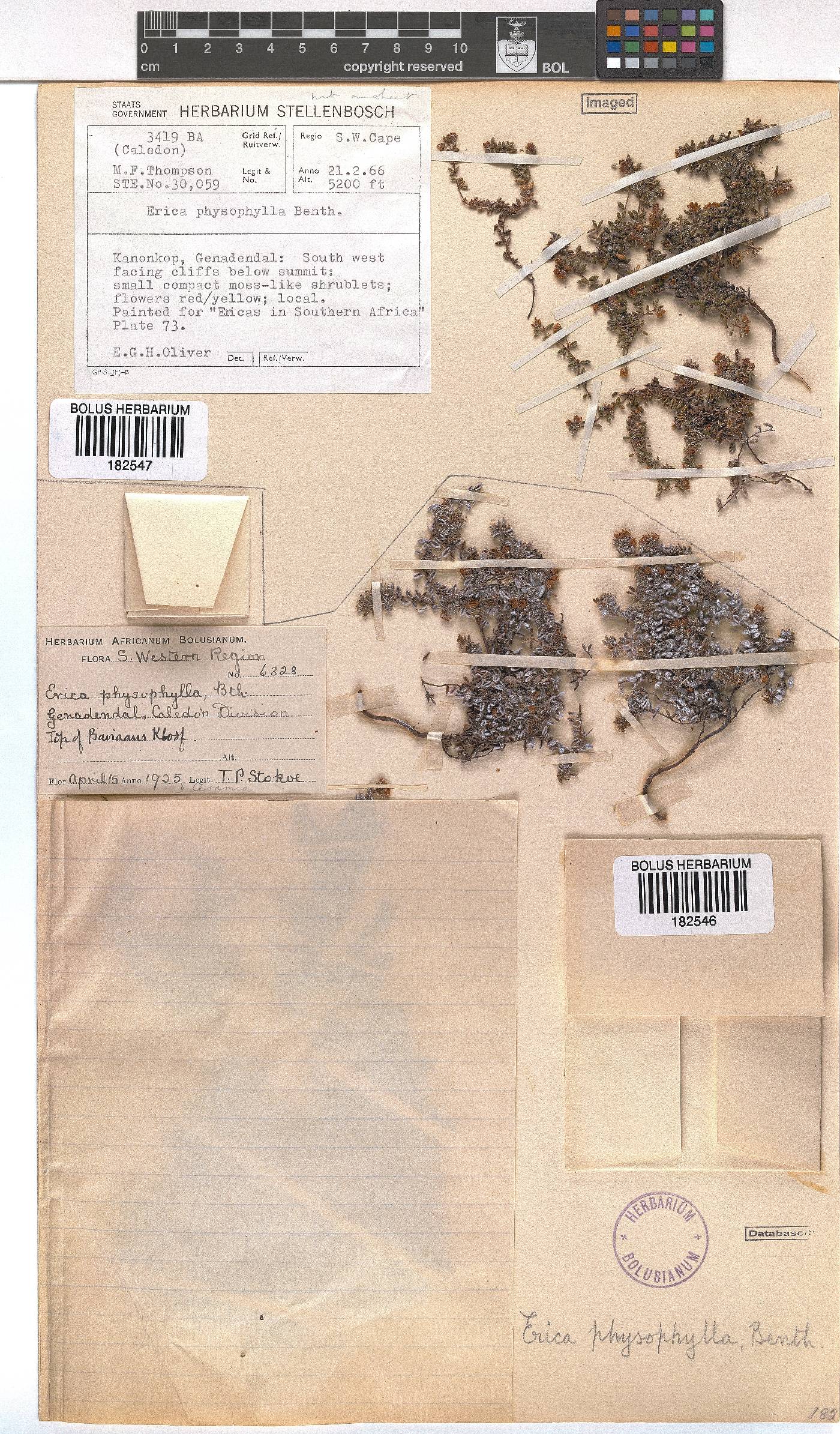 Erica physophylla image