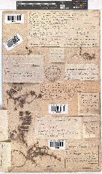 Erica tenuicaulis image