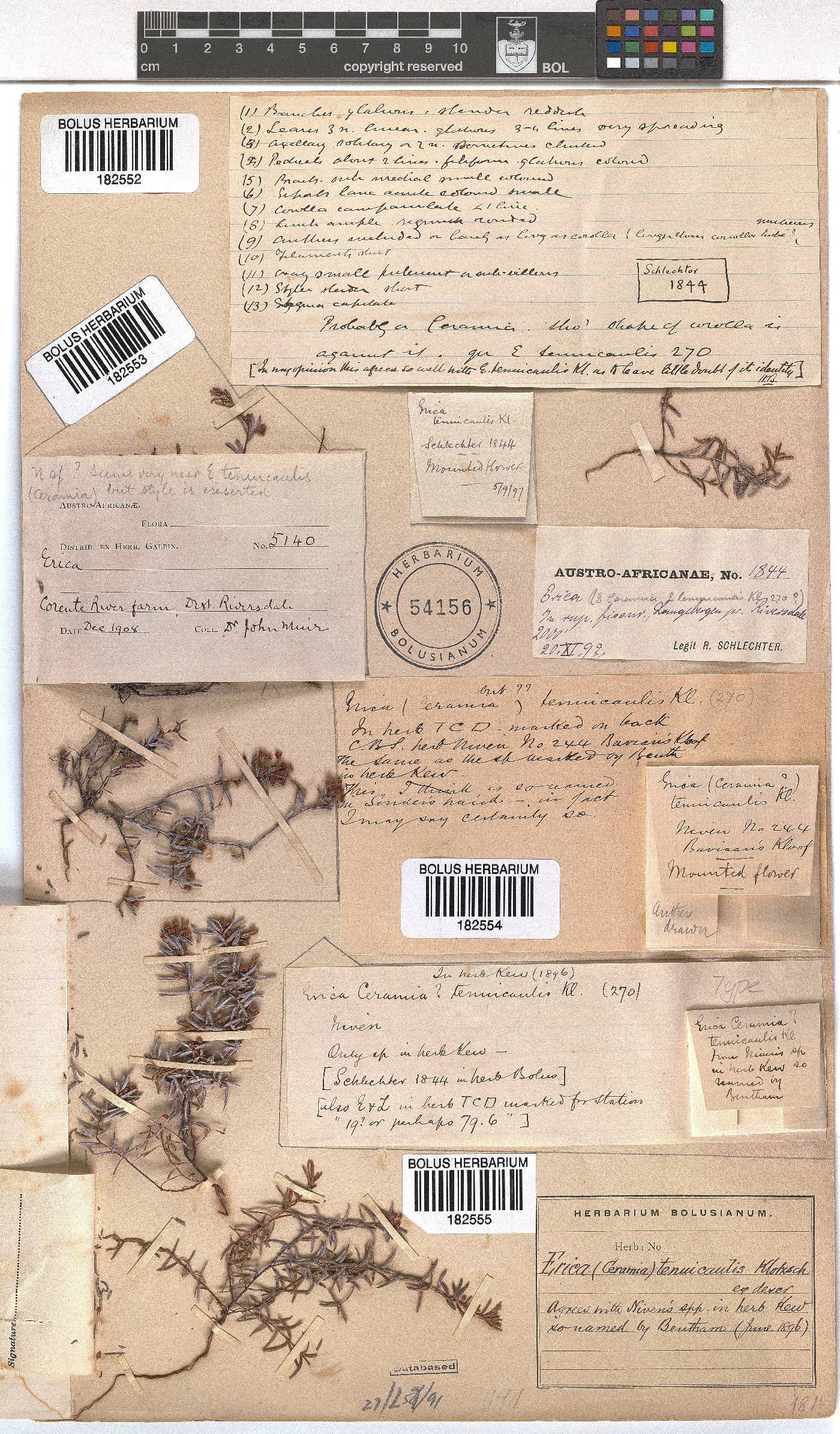 Erica tenuicaulis image