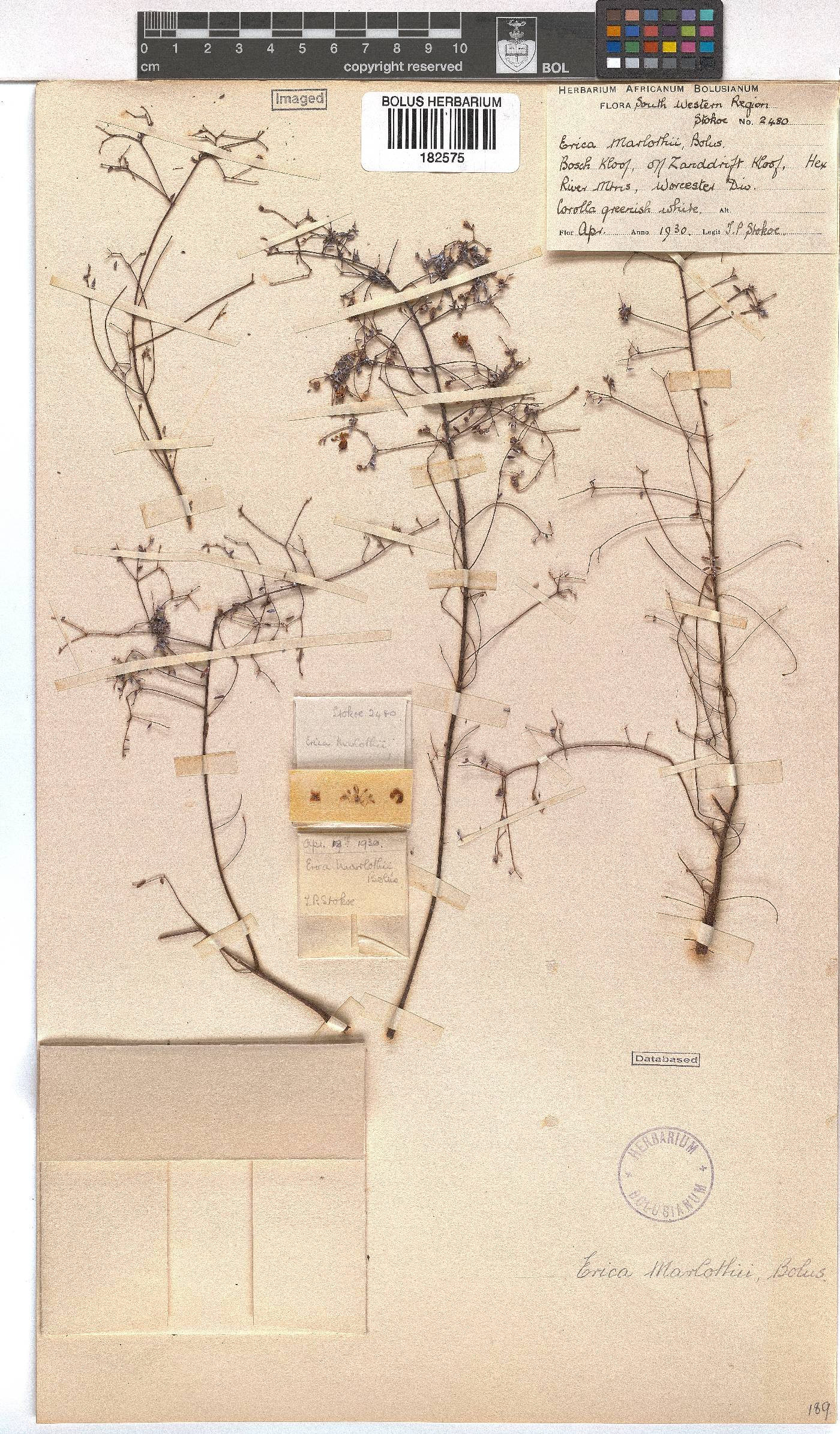 Erica marlothii image