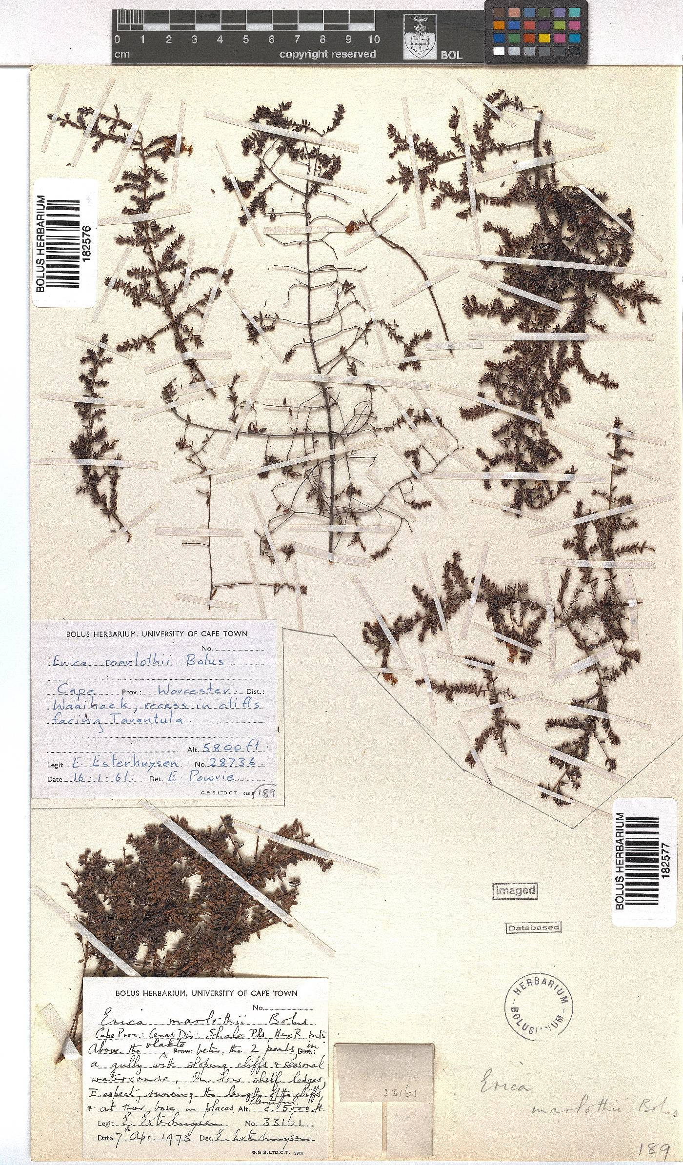 Erica marlothii image