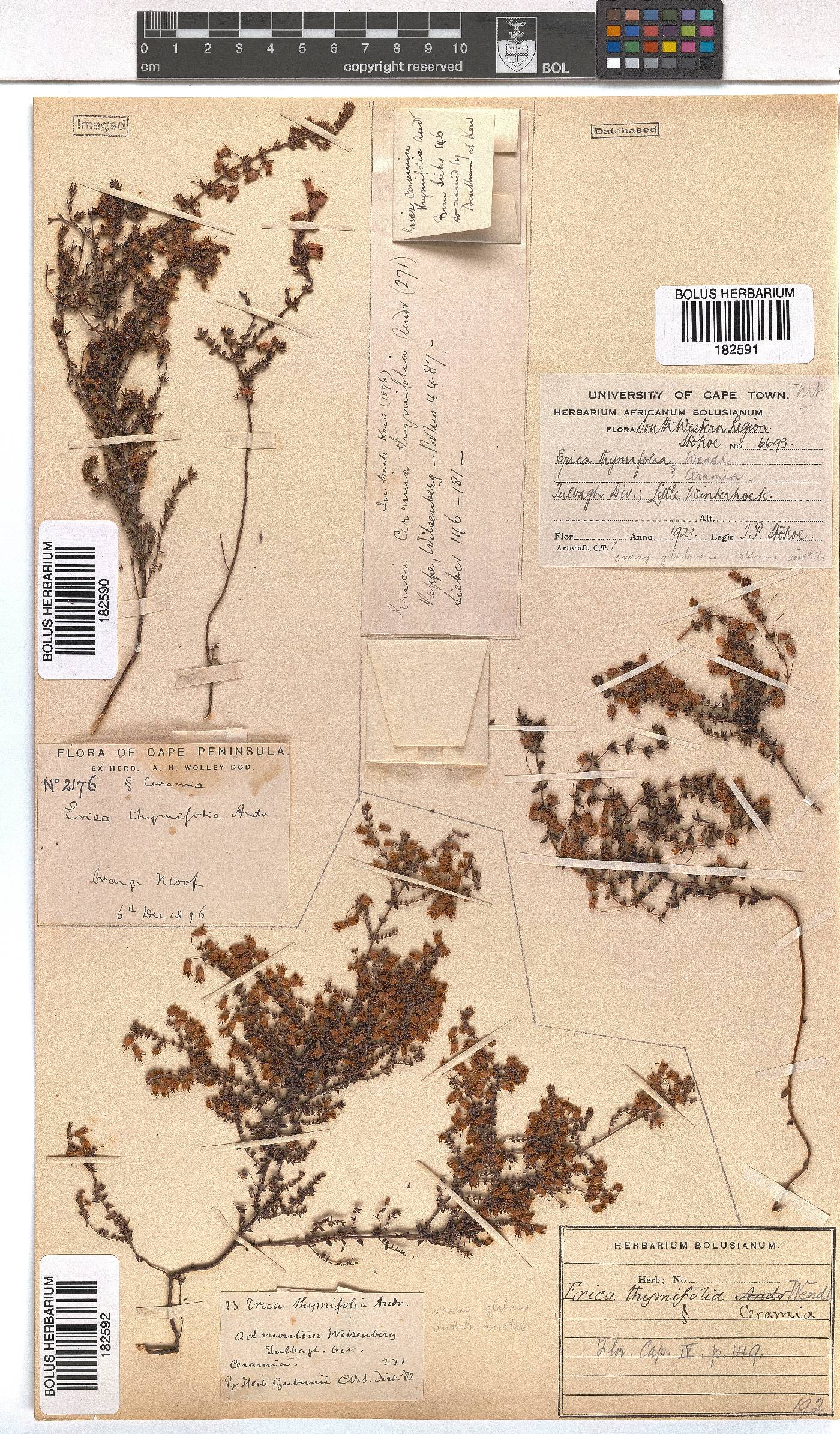 Erica thimifolia image