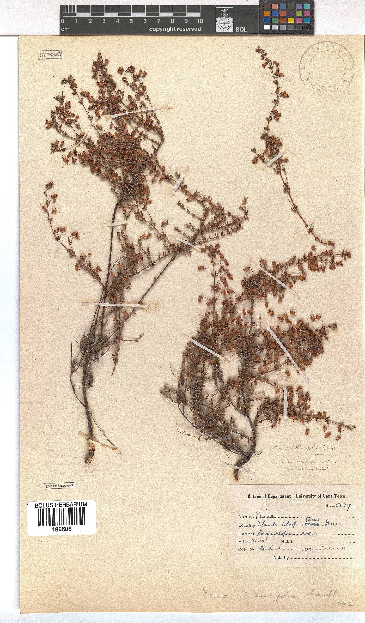 Erica thimifolia image