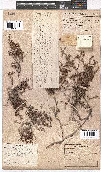 Erica filiformis image