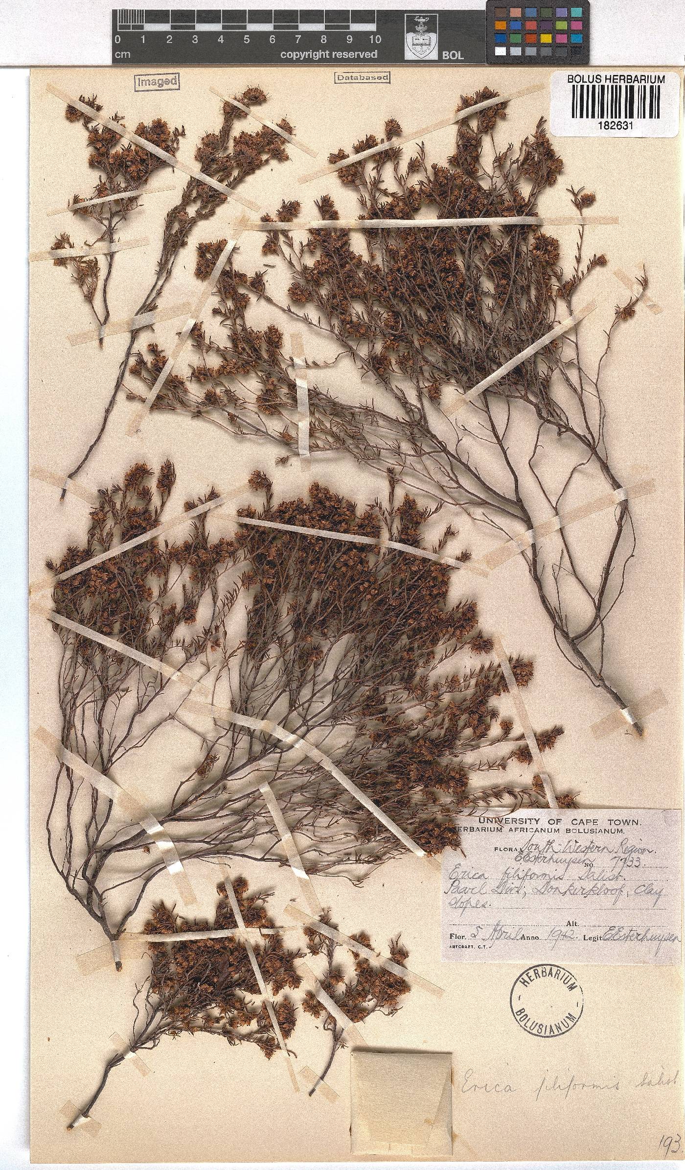 Erica filiformis image