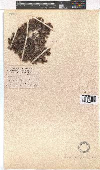 Erica filiformis image