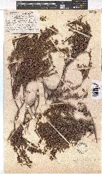 Erica aspalathoides image