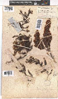 Erica strigosa image