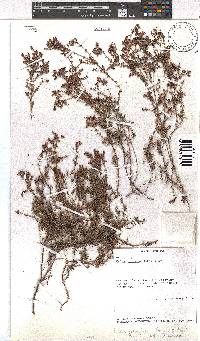 Erica permutata image