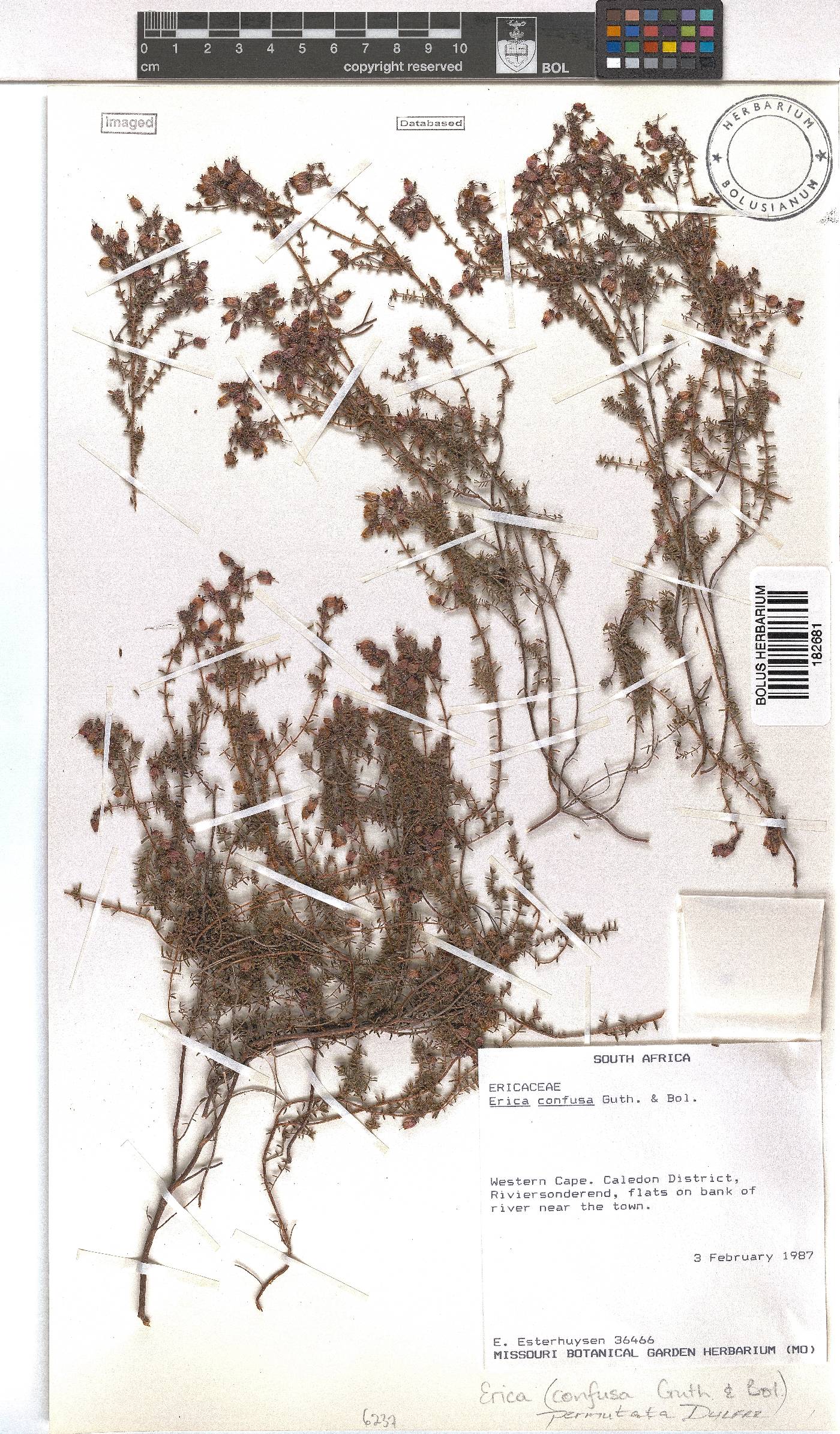Erica permutata image