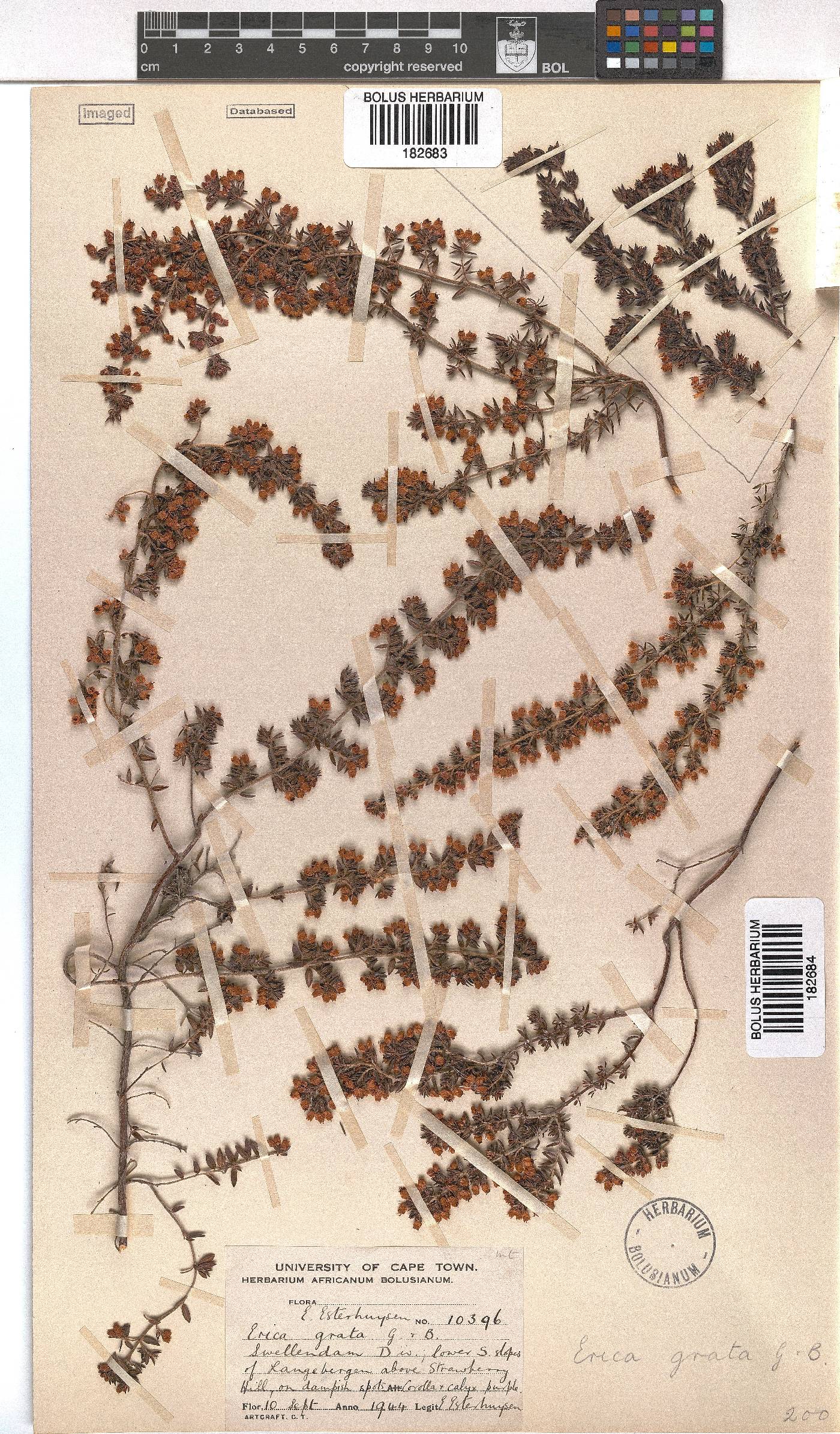 Erica grata image