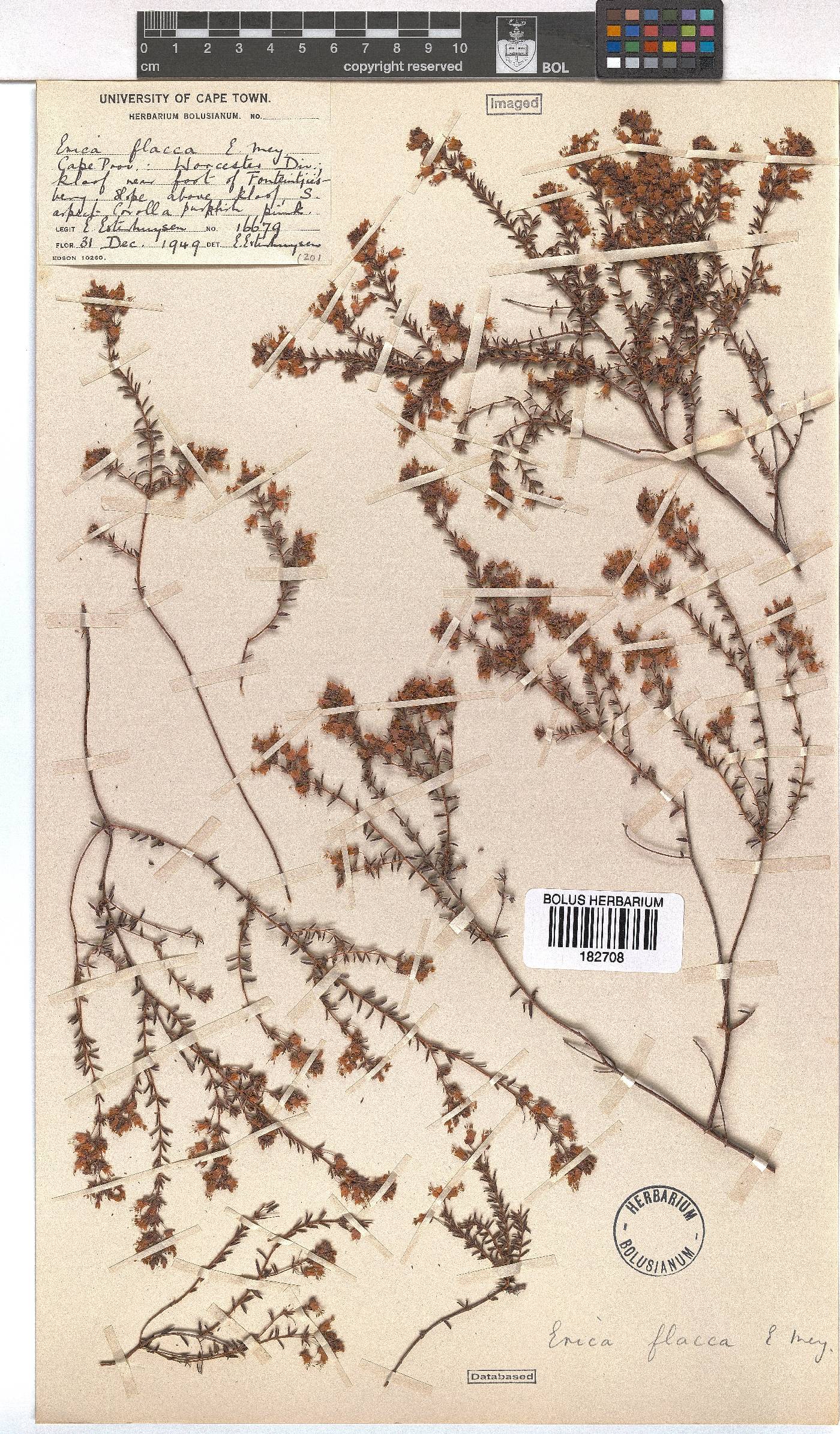Erica flacca image