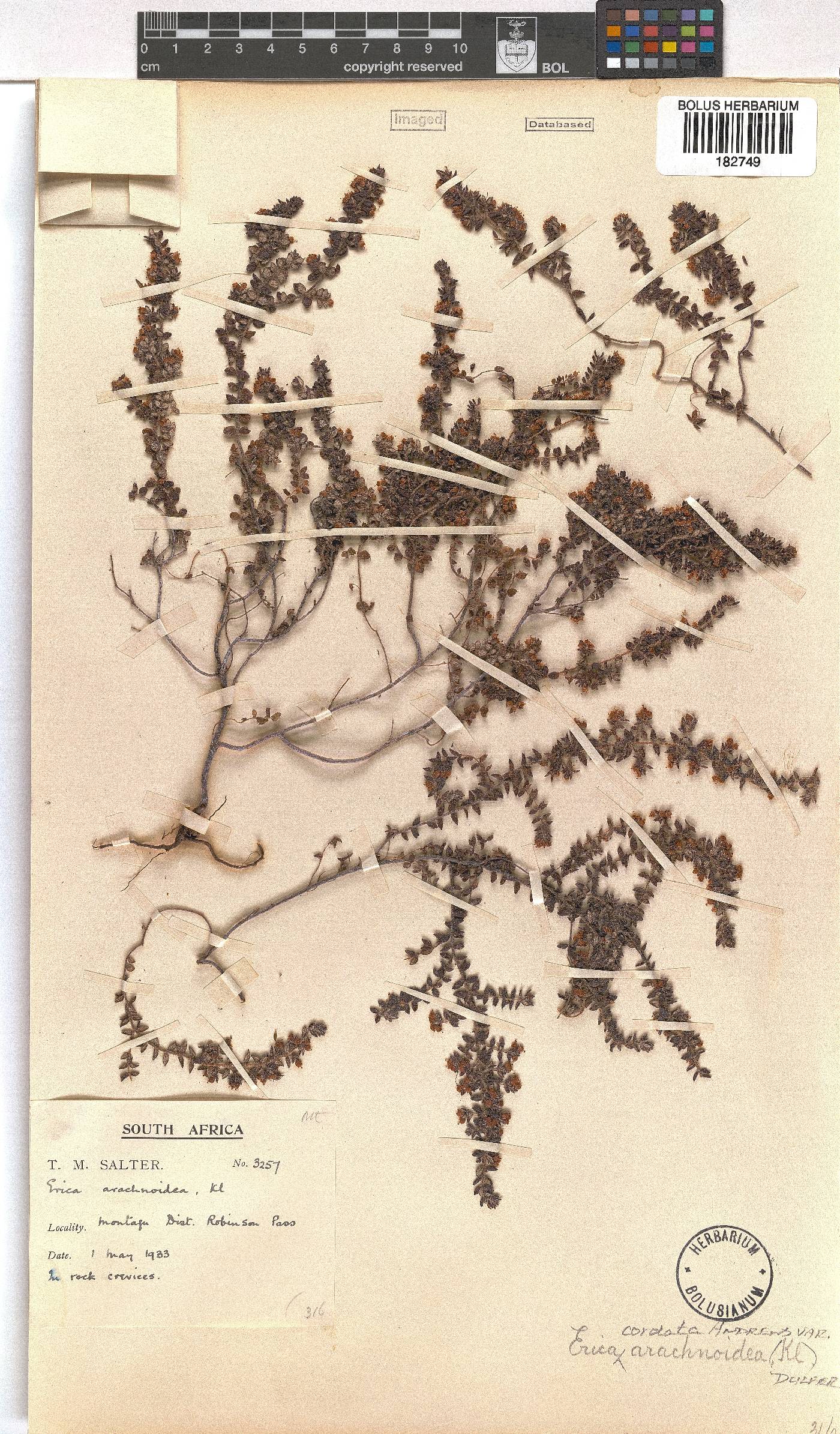 Erica cordata var. arachnoidea image