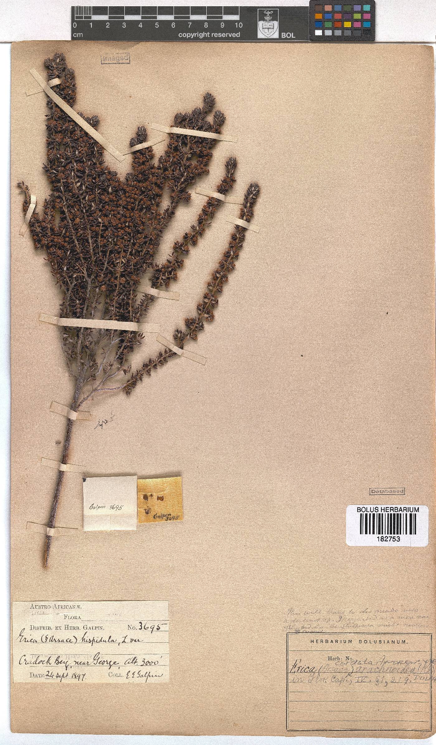 Erica cordata var. arachnoidea image