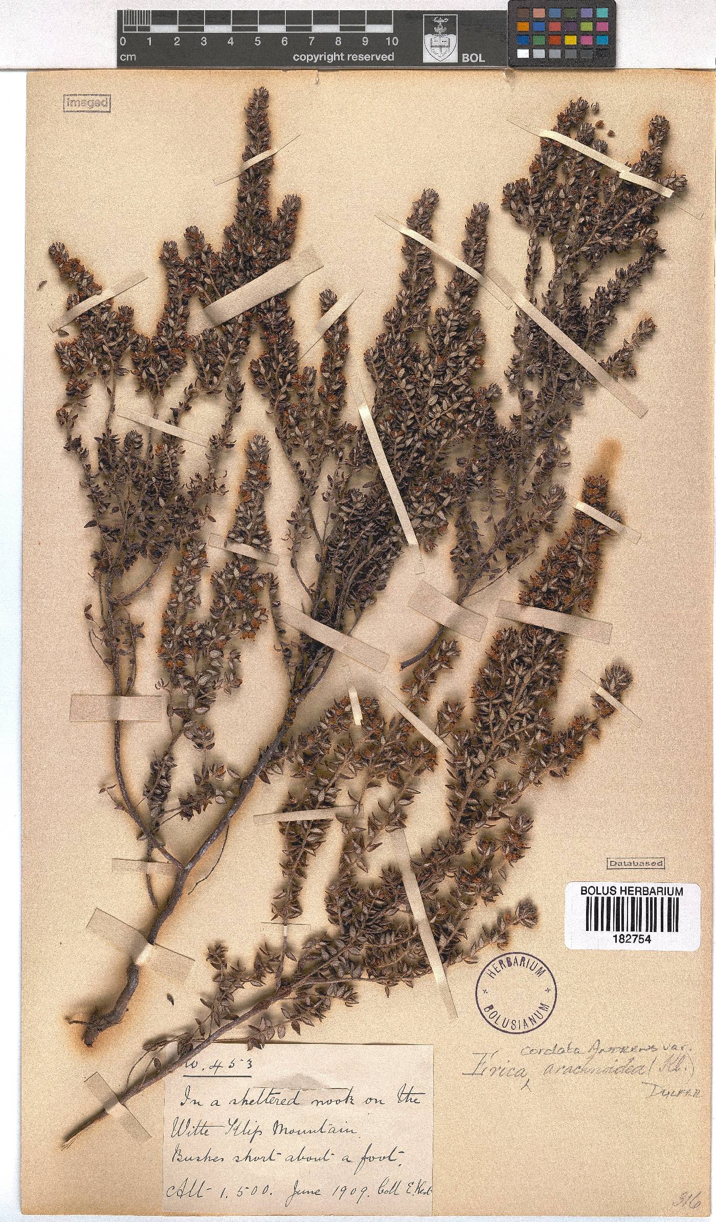 Erica cordata var. arachnoidea image