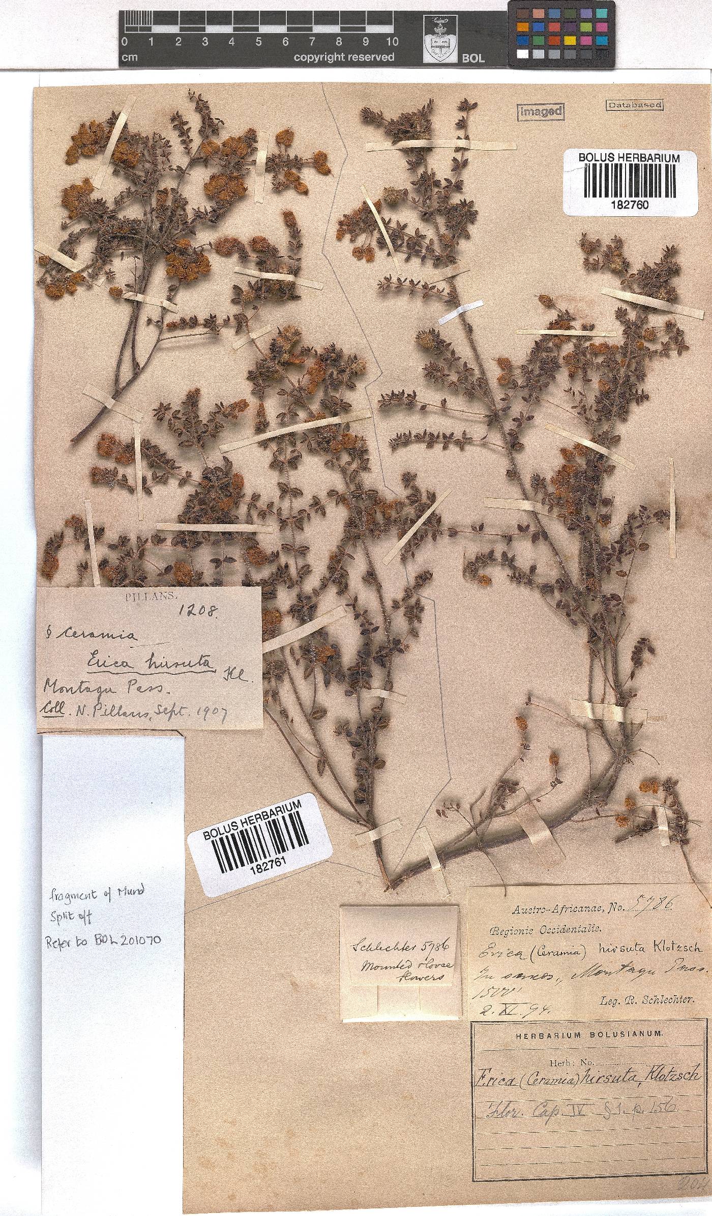 Erica aneimena image