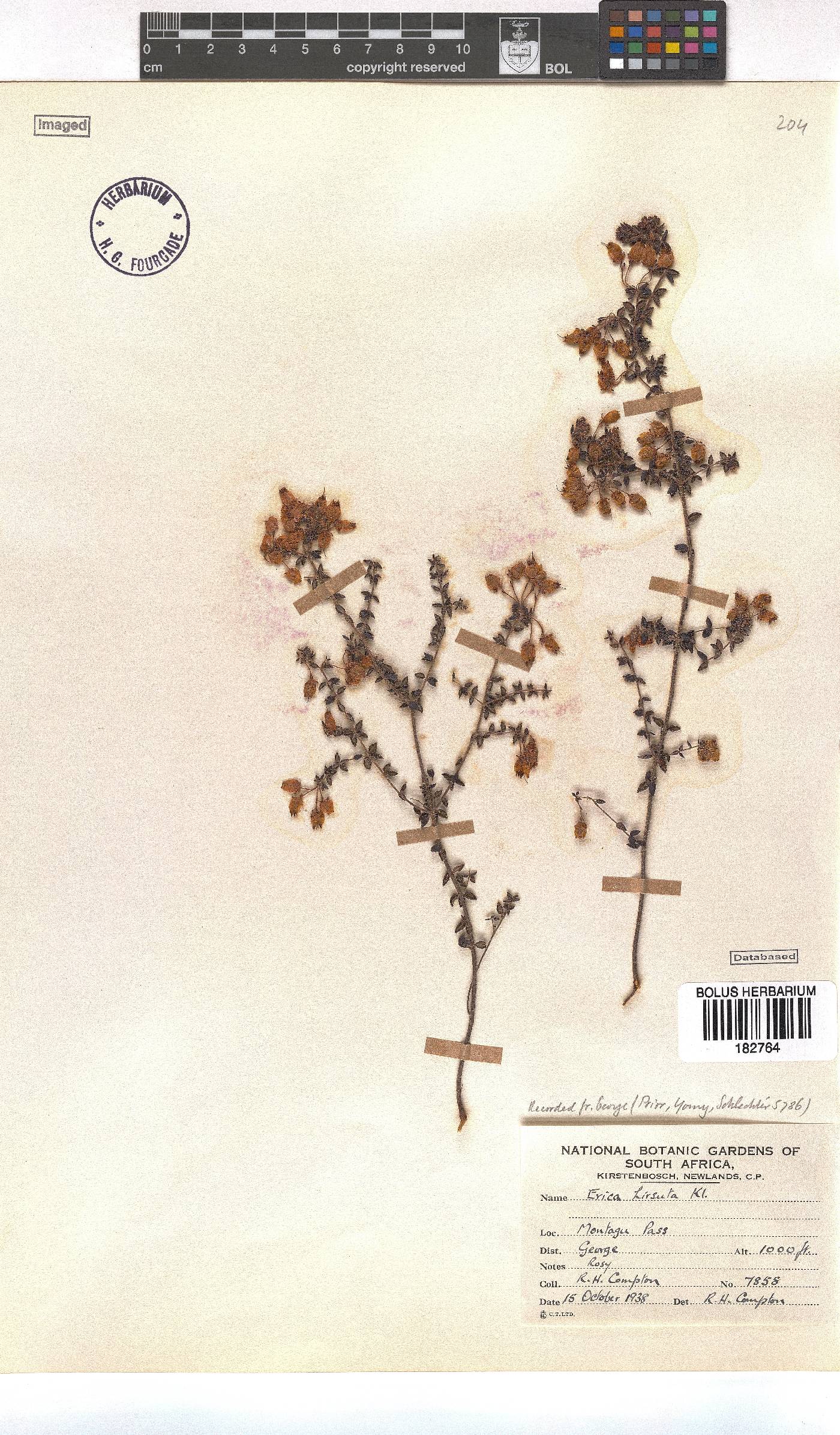 Erica aneimena image