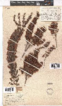 Erica lehmannii image