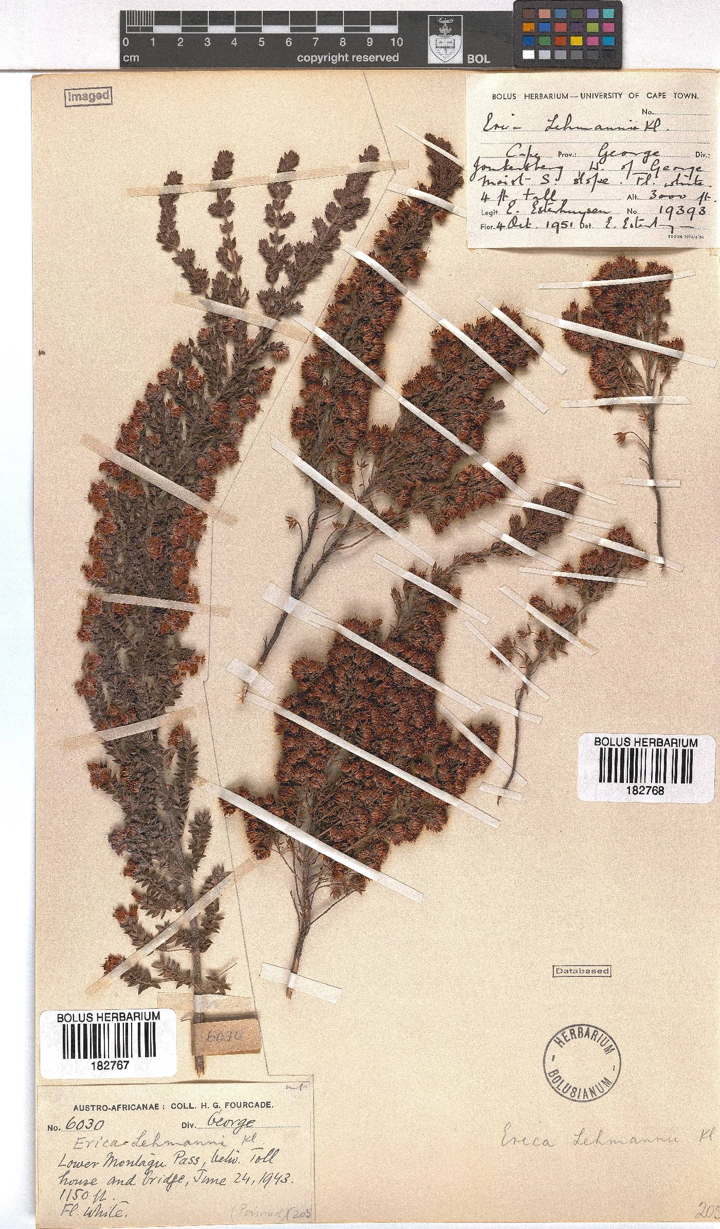 Erica lehmannii image