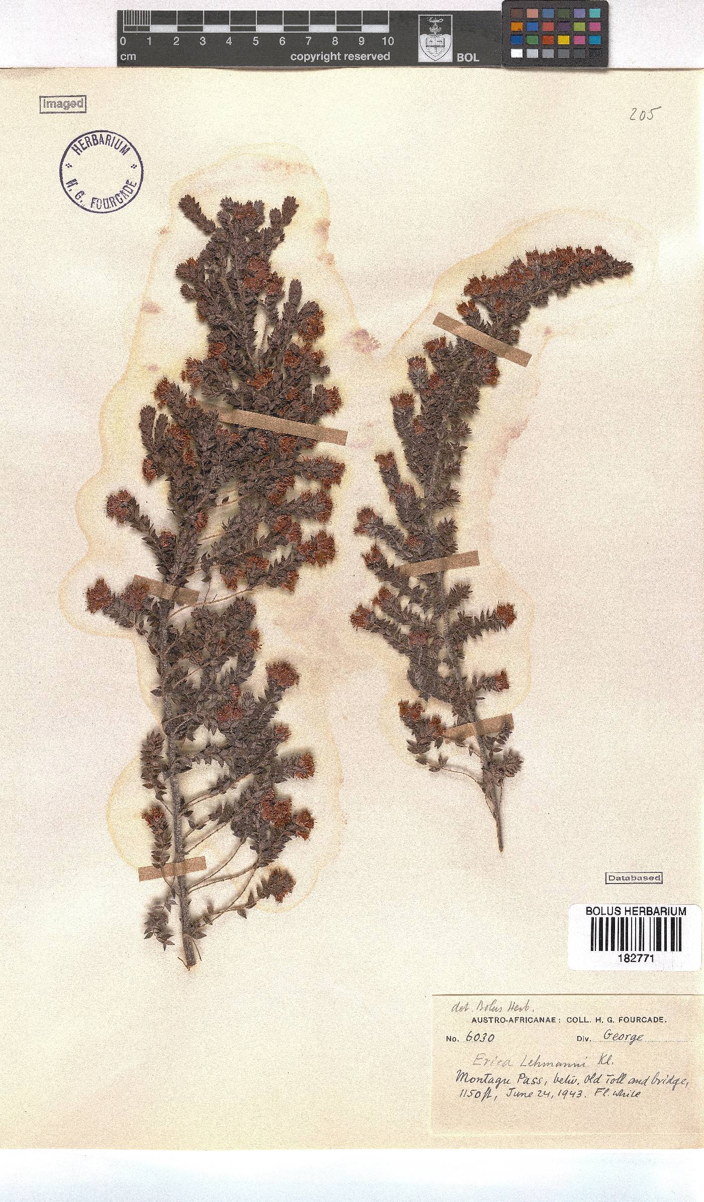 Erica lehmannii image