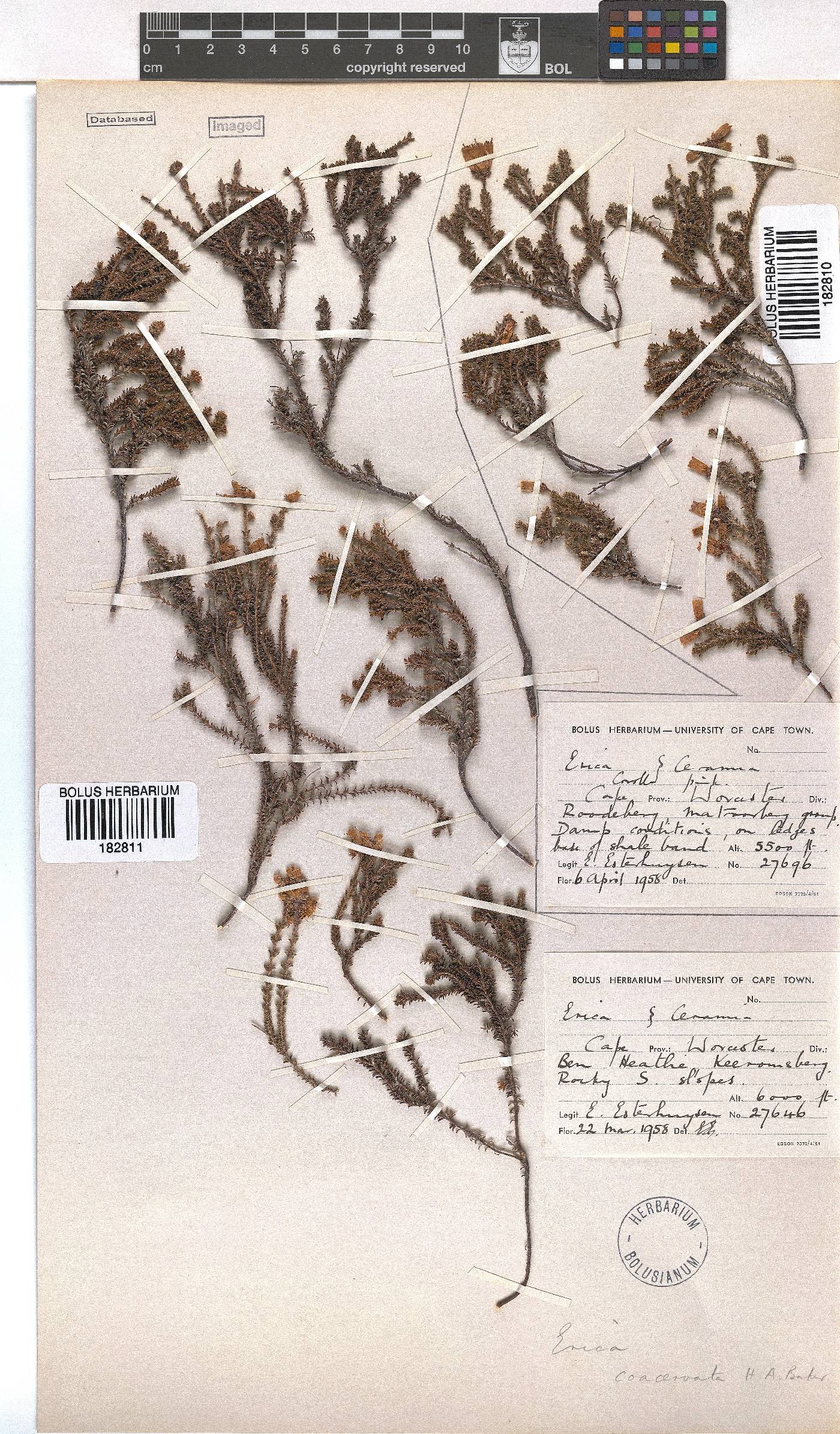 Erica coacervata image