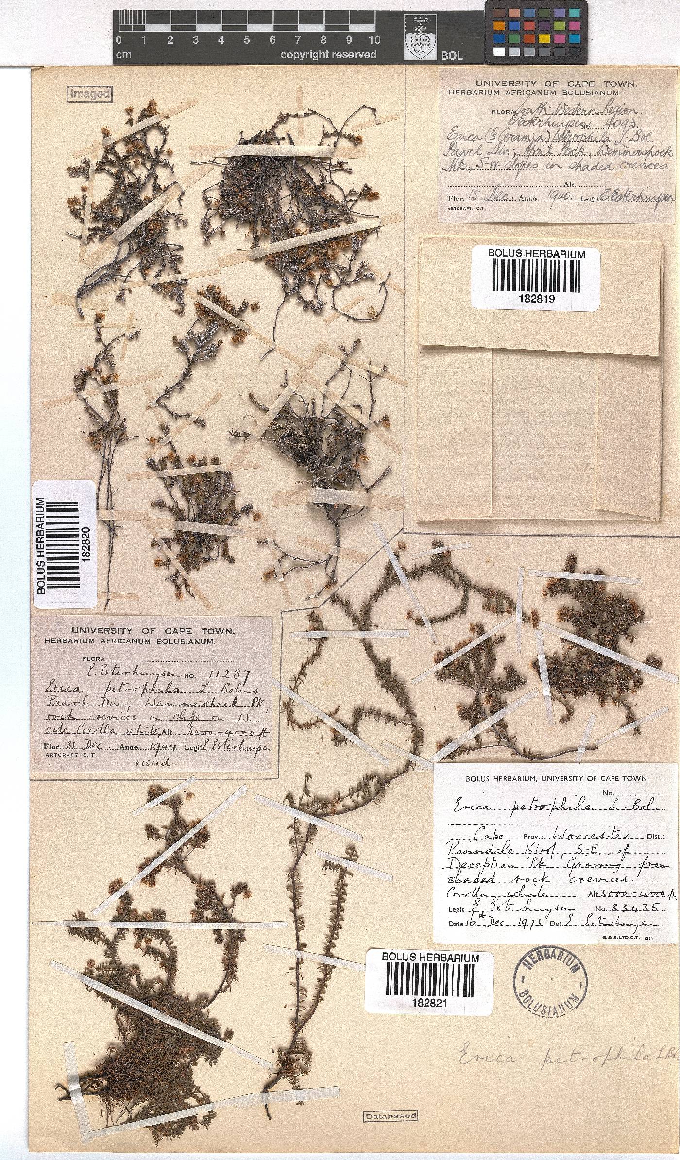 Erica petrophila image