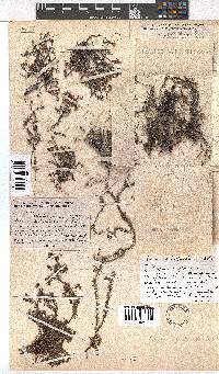 Erica petrophila image