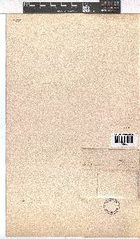 Erica petrophila image