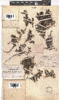 Erica petrophila image