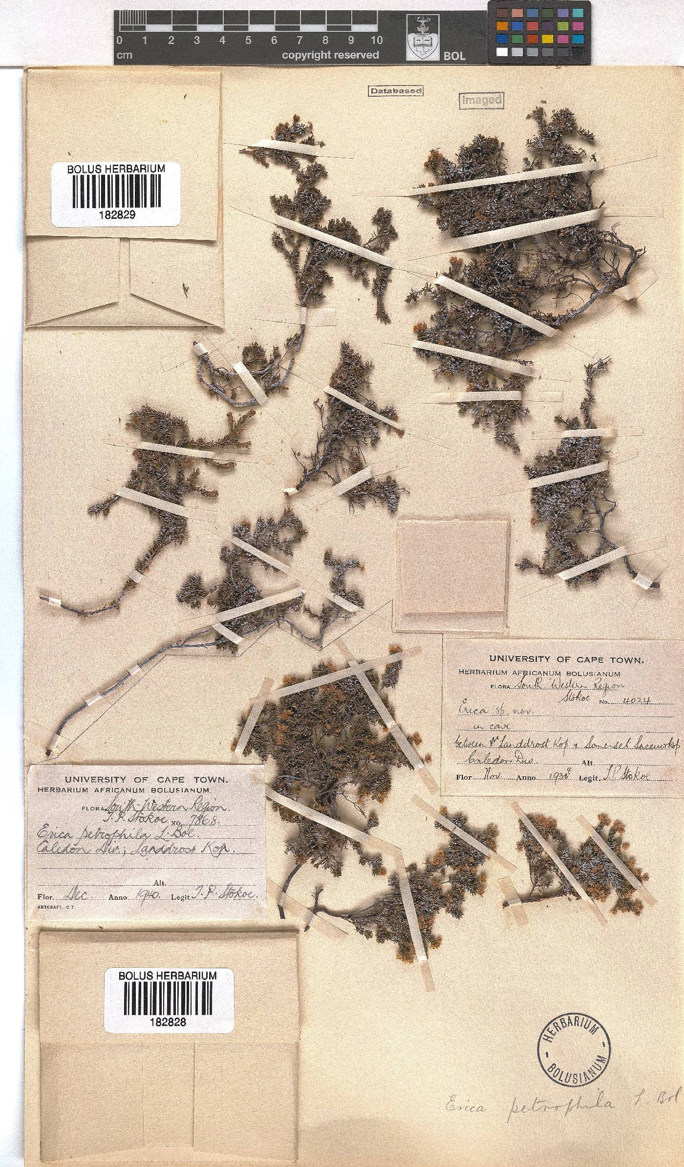 Erica petrophila image