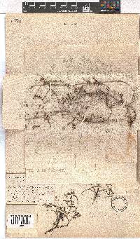 Erica petrophila image