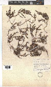 Erica setociliata image