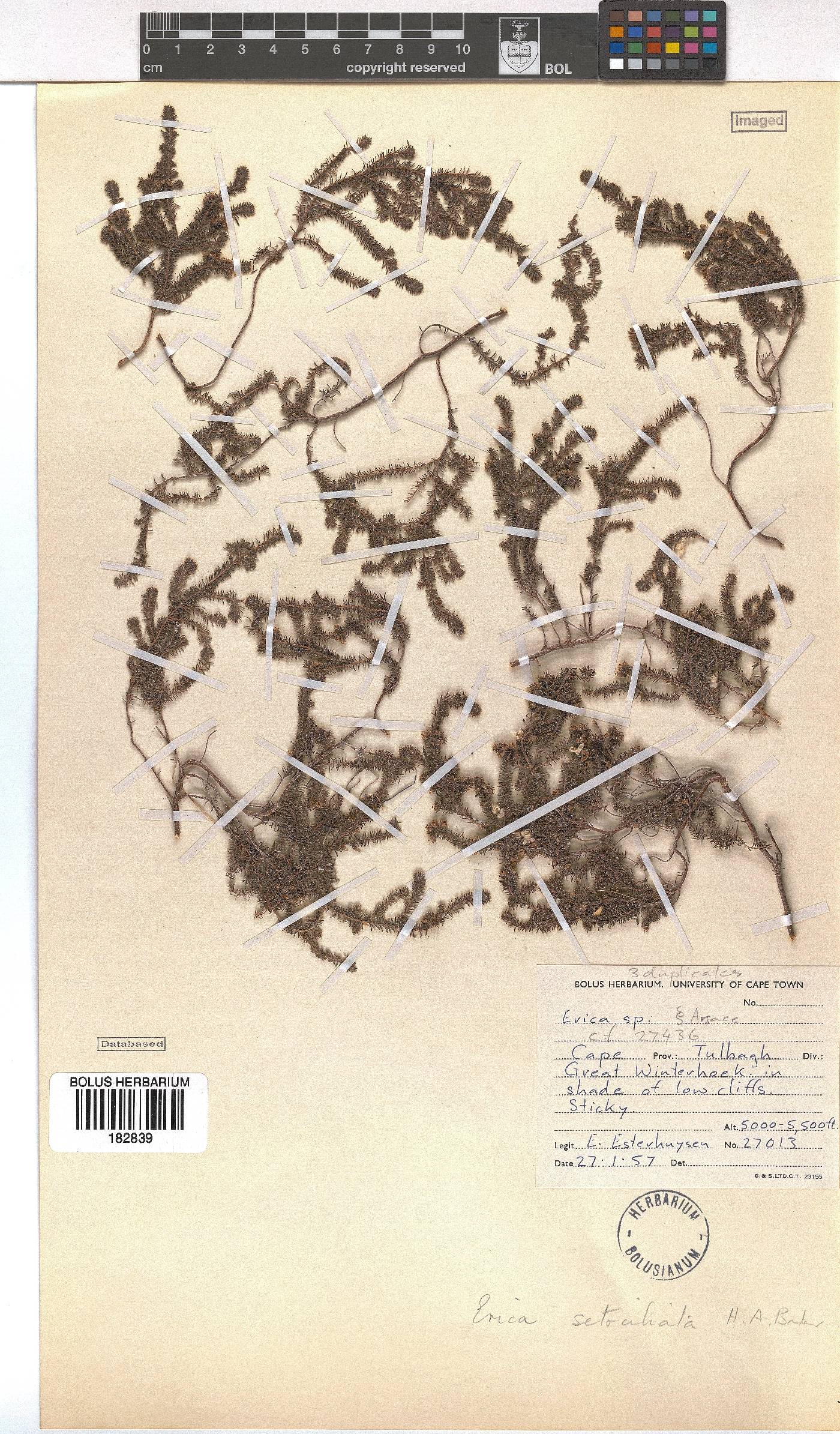 Erica setociliata image