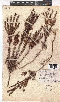 Erica conferta image