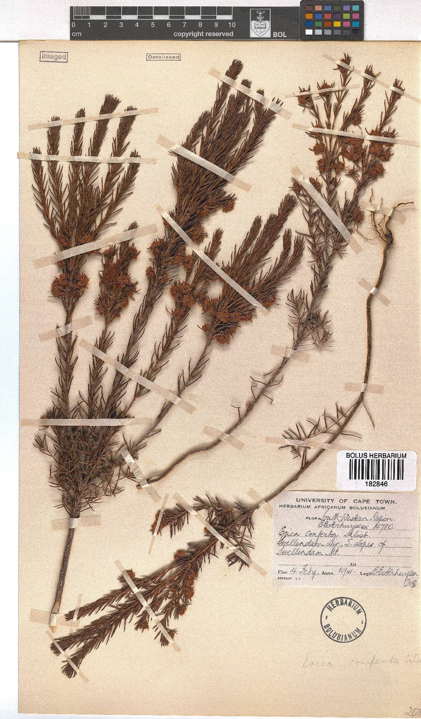 Erica conferta image