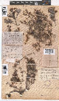 Erica obtusata image