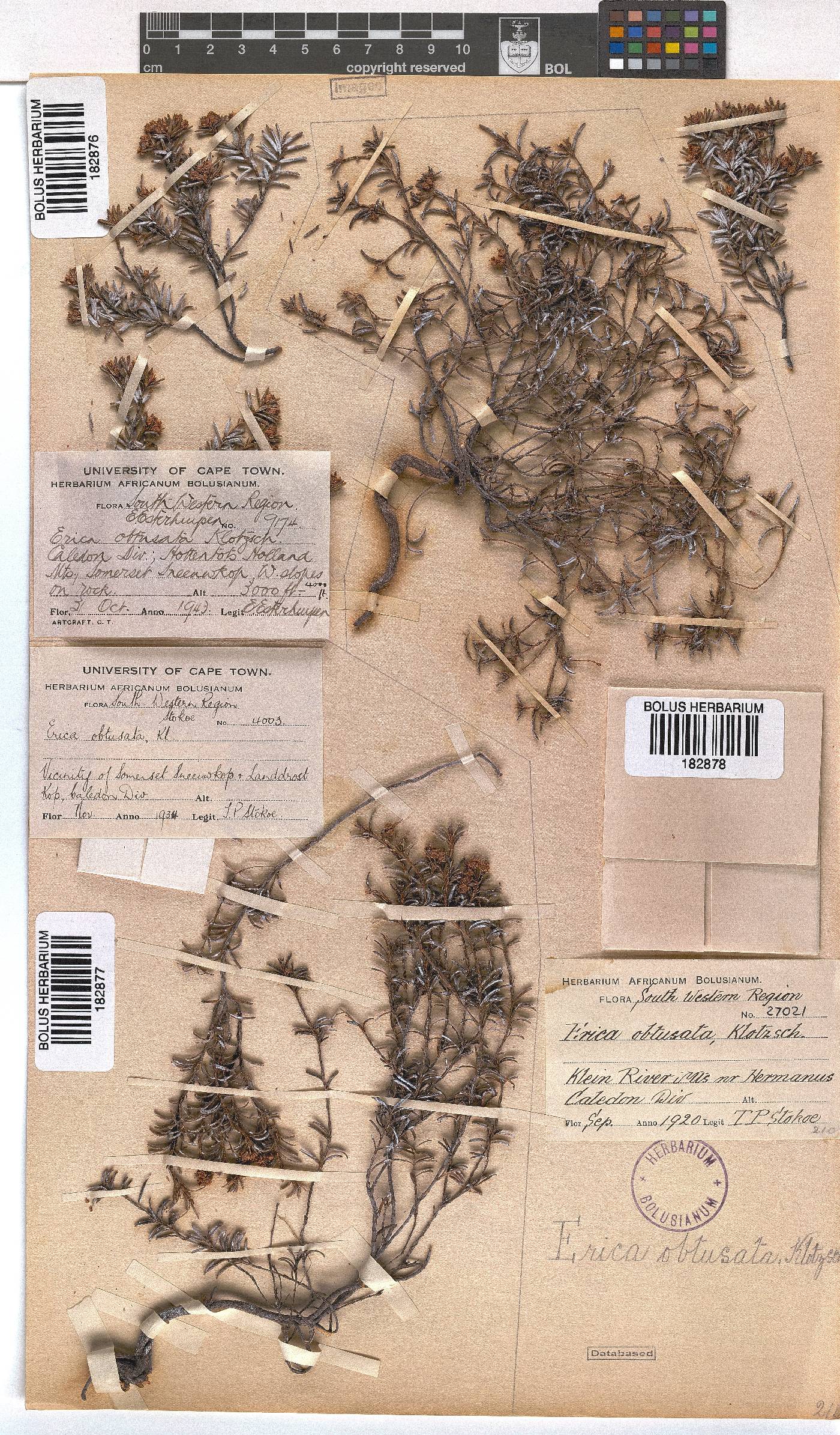 Erica obtusata image