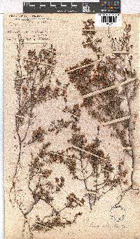 Erica obtusata image