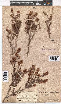 Erica racemosa image