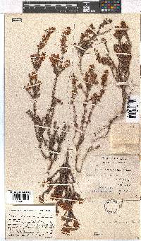 Erica racemosa image