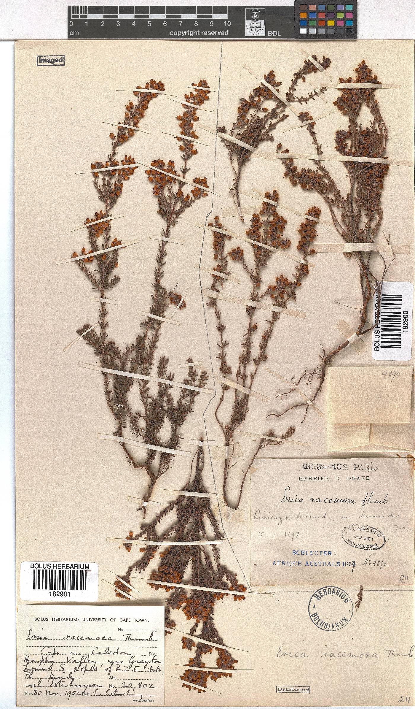 Erica racemosa var. racemosa image