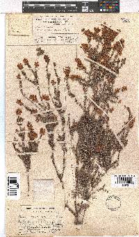 Erica racemosa var. racemosa image