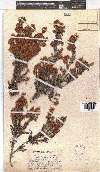 Erica racemosa var. aristata image