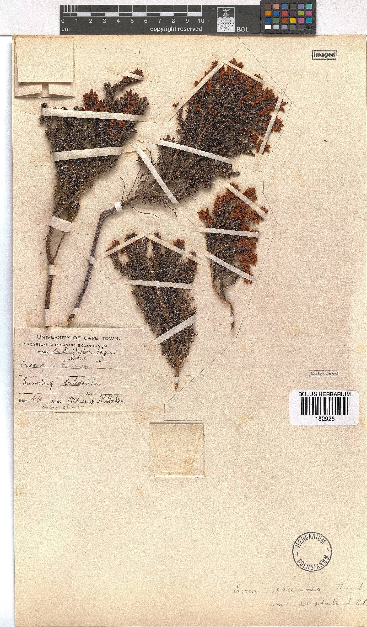 Erica racemosa var. aristata image