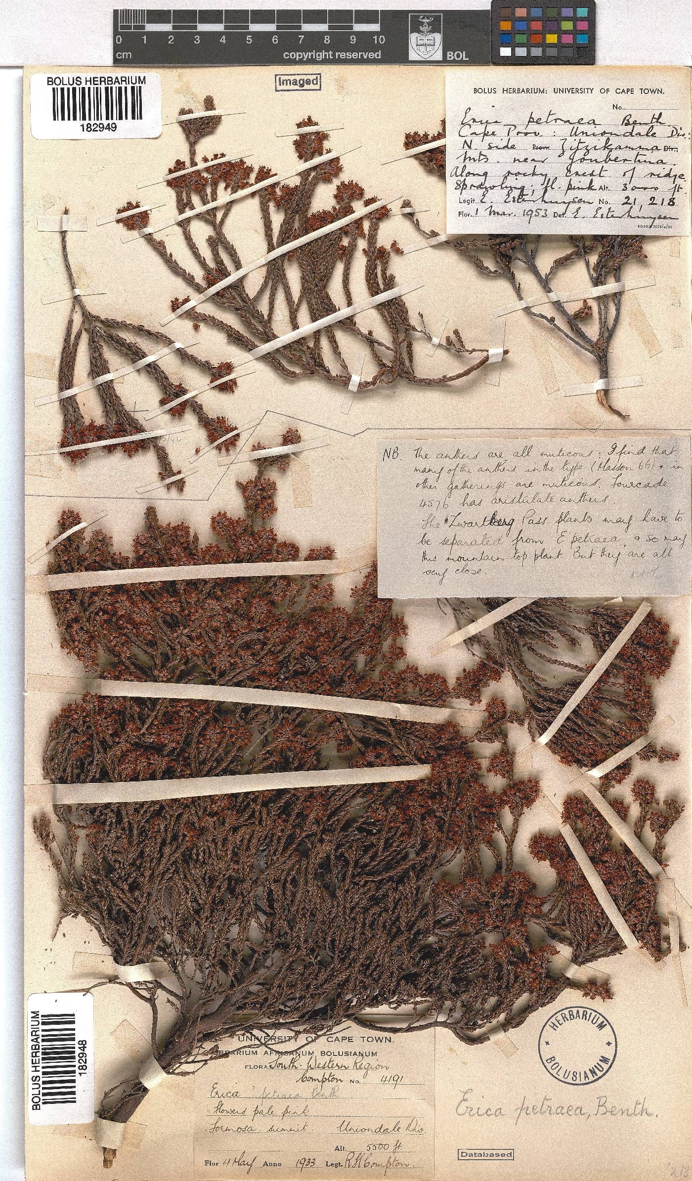 Erica petraea image