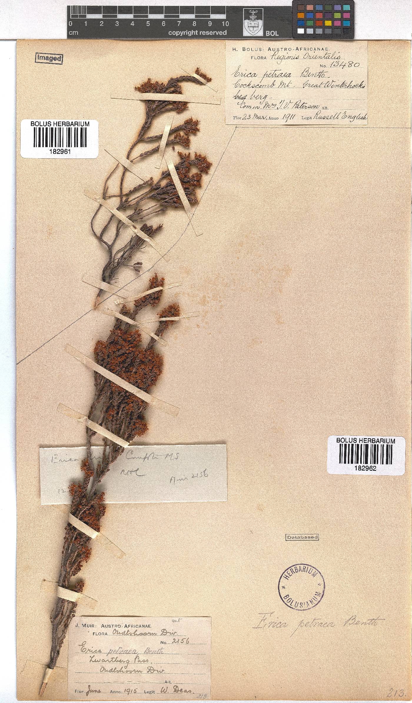 Erica petraea image