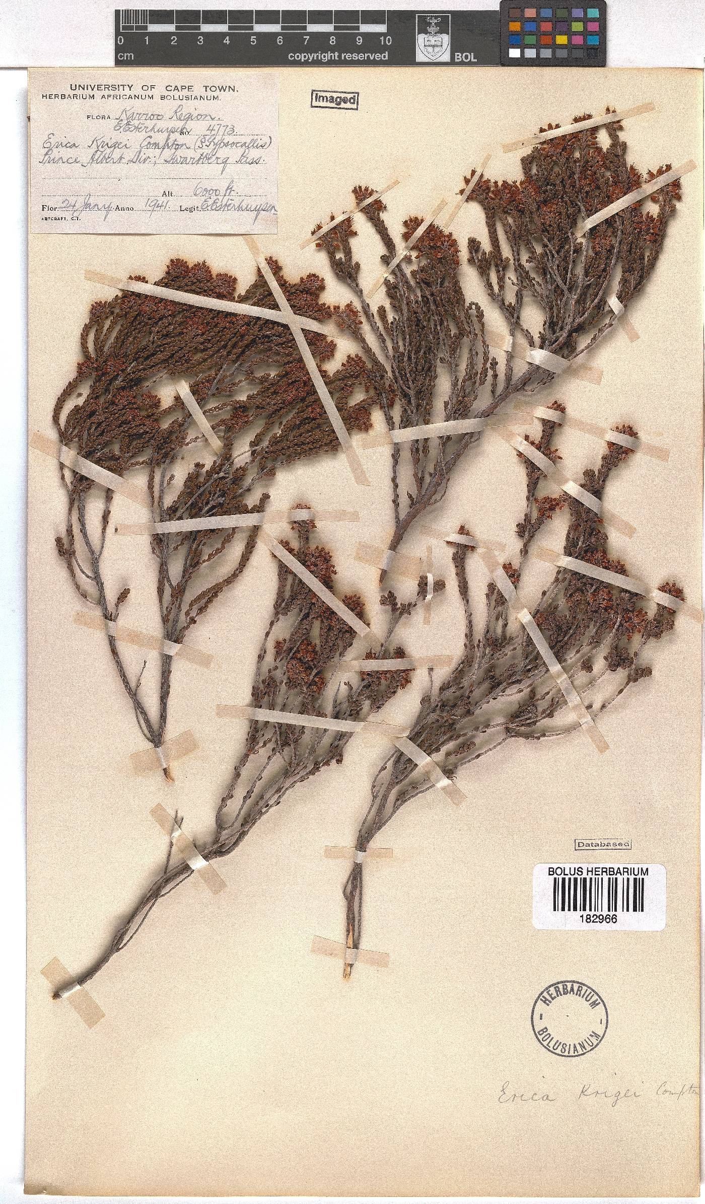 Erica petraea image