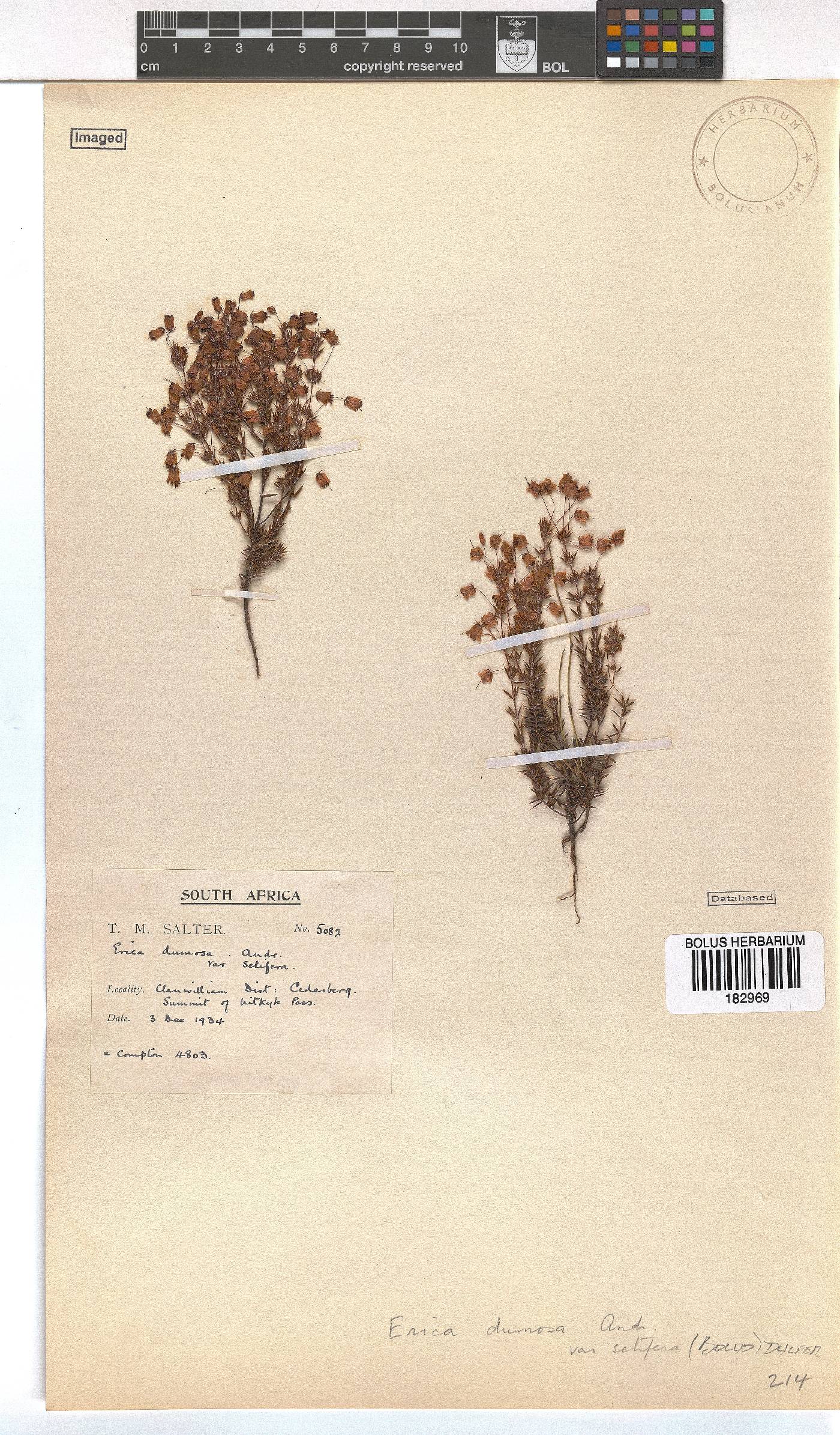 Erica longipedunculata image