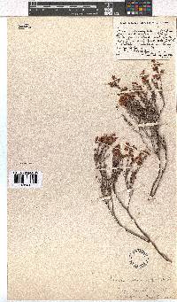 Erica longipedunculata var. intermedia image